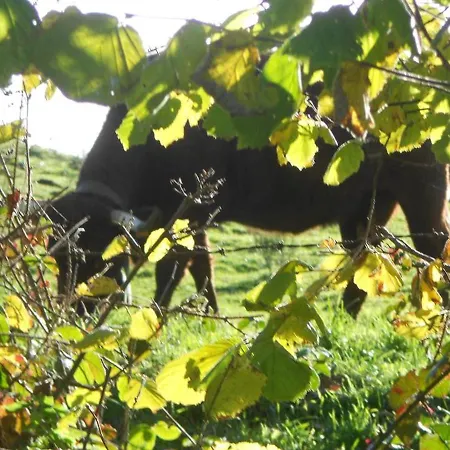 Gite Charmant A Riom-es-montagnes, 4 Pers, Avec Jardin, Terrasse, Cheminee, Proche Randos Et Lacs - Fr-1-742-203 * Riom-ès-Montagne